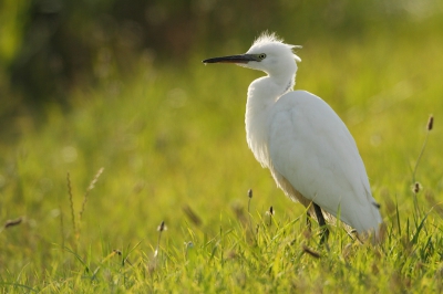 <i class='fa fa-user'></i>&nbsp;dick renes&nbsp;|   Kleine Zilverreiger&nbsp; <i class='fa fa-eye'>&nbsp;313</i> &nbsp; <i class='fa fa-comment-o'>&nbsp;4</i>