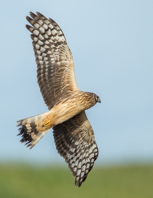 Na anderhalf uurtje in de auto te hebben gewacht besloot deze jonge vogel dan uiteindelijk toch om wat dichterbij te komen jagen. Het wil natuurlijk weer lukken, na al die tijd geen mens te hebben gezien, er net op dat moment naast mij een auto stopt waarvan de bestuurder onmiddellijk uitstapt en met zijn verrekijker begint rond te turen. De blauwe kiek vertrouwde het hele zaakje niet, nam het zekere voor het onzekere en trok terug naar het andere uiteinde van het veld om daar verder te jagen. Jammer. Heb er uiteindelijk toch nog n tamelijk beeld aan overgehouden maar er had meer ingezeten.