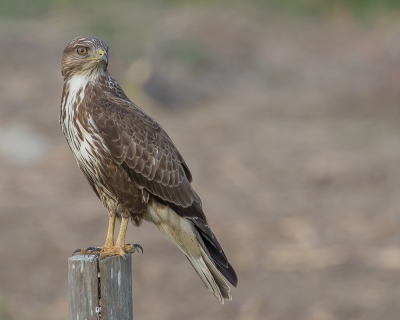 Tijdens eerdere ritjes door het natuurgebied de Donana, kwamen wij veel buizerds tegen, ze gingen er de meeste keren toch weer vandaar zo gauw je de camera pakte. Deze buizerd was nieuwsgierig en keek eens even wat wij gingen doen.