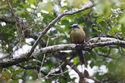 <i class='fa fa-user'></i>&nbsp;Kees de Jager&nbsp;|   Caribische Motmot&nbsp; <i class='fa fa-eye'>&nbsp;237</i> &nbsp; <i class='fa fa-comment-o'>&nbsp;0</i>