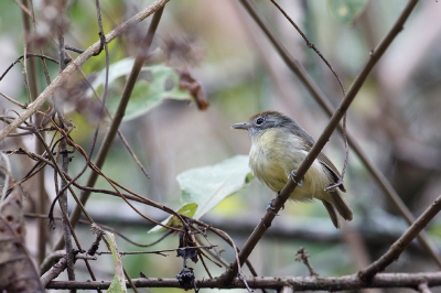 <i class='fa fa-user'></i>&nbsp;Kees de Jager&nbsp;|   Bosmiervireo&nbsp; <i class='fa fa-eye'>&nbsp;1460</i> &nbsp; <i class='fa fa-comment-o'>&nbsp;0</i>