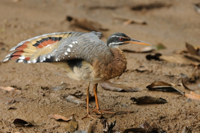 En van de hoogtepunten van onze Costa Rica reis was toch wel de ontmoeting met deze Zonneral die ons uitgebreid de tijd gaf om foto's te maken. Uiteindelijk liet hij toch even zijn mooie kleuren zien.