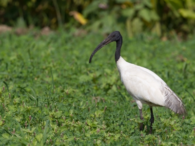 <i class='fa fa-user'></i>&nbsp;Paul van Giersbergen&nbsp;|   Indische Witte Ibis&nbsp; <i class='fa fa-eye'>&nbsp;219</i> &nbsp; <i class='fa fa-comment-o'>&nbsp;1</i>