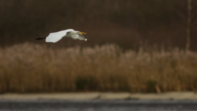 Op Kerstdag een voormiddag in de nieuwe hut van De Luysen gezeten met deze reiger als resultaat.