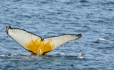 Onverwachts dook een grote groep bultruggen op, begeleid door sterns, jagers, meeuwen en ook deze mooie stormvogels, het zuidelijke neefje van onze noordse stormvogel. De stormvogels worden van verre door de walvissen geattendeerd op grote scholen kril aan de oppervlakte.