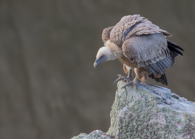 Op de Monfraque is het altijd genieten van de vale gieren, deze keer vloog er een vale gier niet ver van mij vandaan op een rots.