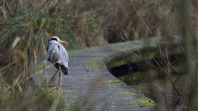 <i class='fa fa-user'></i>&nbsp;Gerard Visser&nbsp;|   Blauwe Reiger&nbsp; <i class='fa fa-eye'>&nbsp;333</i> &nbsp;<i class='fa fa-thumbs-up'>&nbsp;1</i> &nbsp; <i class='fa fa-comment-o'>&nbsp;9</i>
