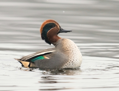 <i class='fa fa-user'></i>&nbsp;Annelies 't Hooft&nbsp;|   Wintertaling&nbsp; <i class='fa fa-eye'>&nbsp;484</i> &nbsp; <i class='fa fa-comment-o'>&nbsp;4</i>