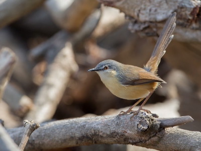 <i class='fa fa-user'></i>&nbsp;Paul van Giersbergen&nbsp;|   Grijze Prinia&nbsp; <i class='fa fa-eye'>&nbsp;233</i> &nbsp; <i class='fa fa-comment-o'>&nbsp;2</i>
