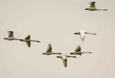 Seven Cygnus columbianus flying over the frozen Evros Delta at notrh Greece a really clouded day.