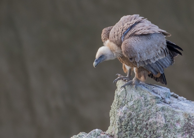 Op de Monfraque is het altijd genieten van de vale gieren, deze keer vloog er een vale gier niet ver van mij vandaan op een rots