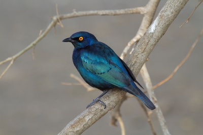 Glossy starling ergens op een picknik plaats in het Kruger park in Zuid Afrika. Glossy starling is de meest voorkomende type van de spreeuwenfamilie in Zuidelijk Afrika