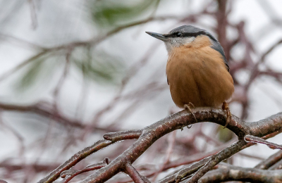 foto gisteren gemaakt in onze beijzelde tuin; niet al te veel licht, iso daarom op 1600.