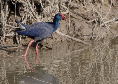 Een purperkoet, ik had deze al eens gezien, maar echt tussen het riet. Nu heel onverwachts kwamen wij hem vol in beeld tegen, wel voor heel even.

www.dirkenmariejose.nl