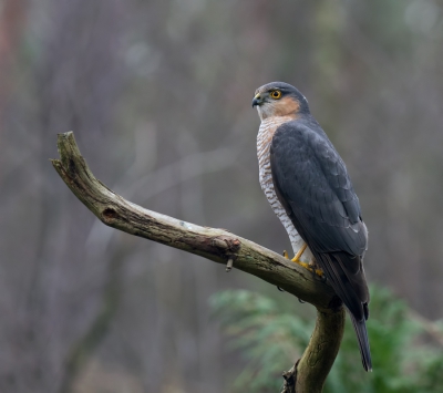 Nog een foto van de sperwer man op uitkijk.

Heb hier in het RAW-bestand voor een koelere witbalans gekozen, wat naar mijn mening nog beter uitpakt dan de vorige plaatjes, maar dat is natuurlijk de persoonlijke smaak.

Ben benieuwd hoe de mening is van de mede BP-ers.

Grt. Jurgen.