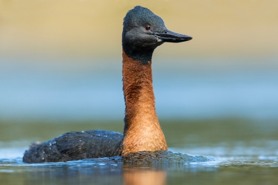 Ik kan het niet laten om deze mooie fuut te laten zien. Doel van bezoek aan het Nationale Park was weliswaar de  enorm grote Magellanic Woodpecker, een icoon van de bossen van de Patagonische Andes, maar helaas.... De fuut maakte veel goed!