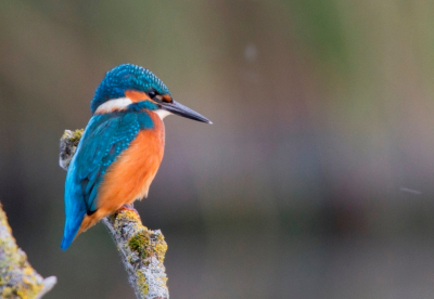 Deze vogel stond heel hoog op de bucketlist, de lepelaarsplas bleek een mooie plek om hem vast te leggen.