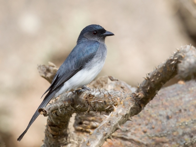 <i class='fa fa-user'></i>&nbsp;Paul van Giersbergen&nbsp;|   Witbuikdrongo&nbsp; <i class='fa fa-eye'>&nbsp;213</i> &nbsp; <i class='fa fa-comment-o'>&nbsp;2</i>