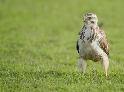 Deze was opzoek naar wormen, ik kon rustig een minuut of 10 van genieten, rustig kwam de vogel naar me gelopen. Vind deze foto wel wat imponerend door hoe breed hij op zijn poten staat.