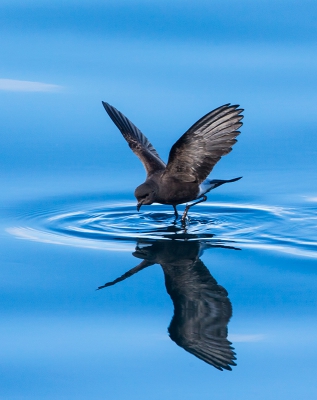 De snelle Stormvogeltjes zijn altijd lastig te fotograferen, maar hier zat alles mee: een spiegelgladde zee, mooi avondlicht en een groepje Wilsons urenlang op dezelfde plek op zoek naar krill; genieten!