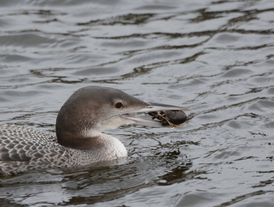 Wat een gave Gavia immer hagenesus. waarschijnlijk de meest gefotografeerde vogel van de dag.