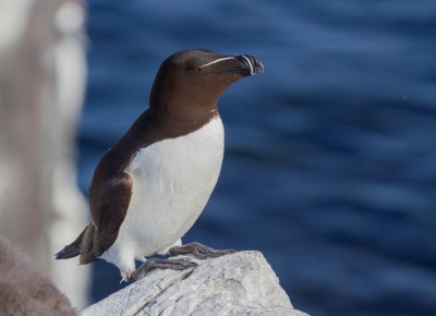 Fantastische middag op de Farne Islands iets ten noorden van Newcastle, echt een aanrader