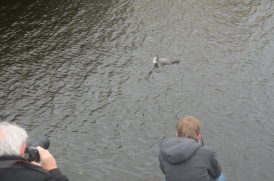 Echt schuw was de IJsduiker niet. Of misschien waren de lekkerste kreeften wel vlak bij de fotografen te vinden. In ieder geval leek hij niet te schrikken van de belangstelling en deed gewoon lekker zijn ding.