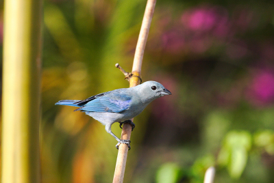 een van de vele kleurrijke vogels op Tobago.
aan rand van klein regenwoud gefotografeerd.
is middelgrote zangvogel.