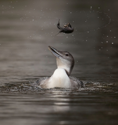Gavia immer / IJsduiker / Common Loon Gavia immer / IJsduiker / Common Loon