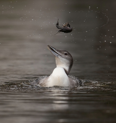 Gavia immer / IJsduiker / Common Loon