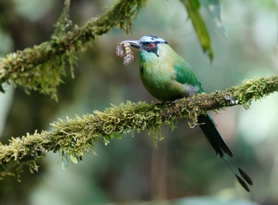 <i class='fa fa-user'></i>&nbsp;Kees de Jager&nbsp;|   Hooglandmotmot&nbsp; <i class='fa fa-eye'>&nbsp;361</i> &nbsp; <i class='fa fa-comment-o'>&nbsp;3</i>