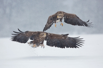 Dit Duo kwam even frontaal aanvliegen tijdens een grauwe grijze sneeuwbui.