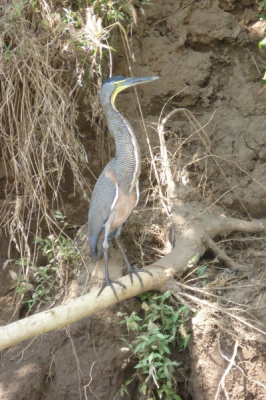 bij een boottocht over de Tarcoles rivier hebben we hem gespot op de oever van de rivier