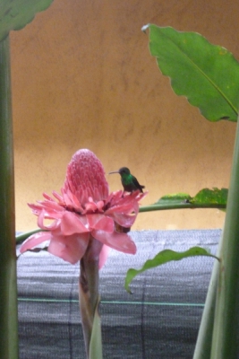 we gingen na het ontbijt in een restaurant nog even de tuin in van het restaurant, vlak voor dat we weg zouden gaan, vloog deze Kolibri op de bloem