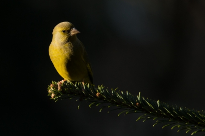 Na heel lange periode alleen maar gekeken te hebben op BP, nu ook maar eens weer een inzending van mijn kant.
In onze tuin is het een komen en gaan van vogels rond de voederplaats en de waterbak die ik er onlangs heb gemaakt. Deze Groene jongen ging eens lekker in de spotlights zitten van de ochtendzon.