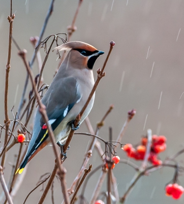 foto gemaakt terwijl het licht regende, guur weer, pestvogel fourageerde in de gelderse roos