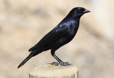 Wachtend op de pickups die ons naar de pousada zouden brengen zat deze vogel tussen de kleurrijke geelsnavelkardinalen.
In eerste instantie dacht ik aan een Chpitroepiaal, maar dij lijkt me wat 'ruwere' veren aan de hals te hebben. Vandaar mijn gok op Moerastroepiaal. In beide gevallen lijkt het me (los van de saaie setting) een mooie toevoeging op de al op BP voorkomende exemplaren.