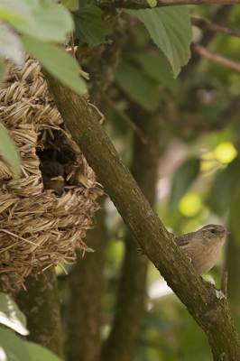 Al een aantal jaren een winterkoning met kroost in de tuin. Hier een foto waarbij de ouder net het verscholen jong heeft gevoed en nu kijkt of het veilig is om verder te zoeken.