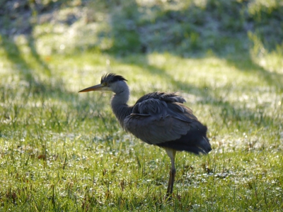 Vanmorgen toen het ging dooien. Deze reiger liep er bij alsof hij het net zo koud als mij had!