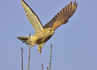 Vond dit ook wel een leuke. Hij vloog net weg toen ik de shutter indrukte. Ik had het alleen niet verwacht, dat is wel te zien aan de afgeknipte vluegels aan de bovenkant.. maarja, "can't have it all".

Canon 500 F4 @ F5,6 +1.4x TC