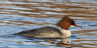 Deze Grote Zaagbek zwom rustig rond, terwijl verderop een IJsvogel op een tak zat en naar het ijs keek