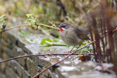 Gemaakt bij de bekende tuin. Mooi kunnen bekijken, ook al was dat niet heel lang. Wat een prachtige vogel toch ! Ik was vrijdag al wezen zoeken maar na de lange zoekuren alleen in het laatste licht een "silouetje" gezien, dus ik moet zaterdag natuurlijk terug komen !
