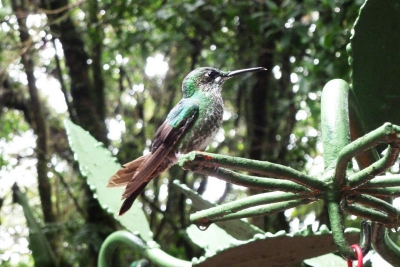 bij een bezoek aan een Kolibri tuin, waar de kolibri's gelokt worden met verschillende soorten zoete mengsels. Wil graag weten hoe hij heet