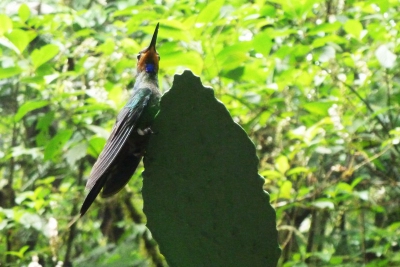 bij een bezoek aan een Kolibri tuin, waar de kolibri's gelokt worden door verschillende soorten zoete sappen. Wil graag weten hoe hij heet