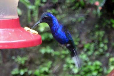 bij een bezoek aan een Kolibri tuin, waar de kolibri's gelokt worden door verschillende soorten zoete sappen. Wil graag weten hoe hij heet