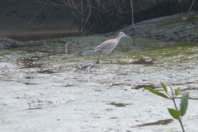 tijdens een boottocht over de Tarcoles rivier, gespot op de oever van de rivier, wil graag weten hoe hij heet