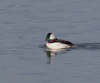 Buffelkopeend zwom rond in de jachthaven van Den Oever.