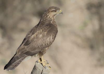 Langs de kant van de weg stonden veel paaltjes en elke keer lande er een buizerd en op het moment dat wij dan wilden stoppen vloog hij weer een paar paaltjes verder, tot dit moment.