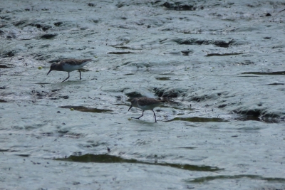 Tijdens een boottocht over de Tarcoles rivier, zagen we deze op de oever van de rivier. Wil graag weten hoe ze heten.
Volgens mij dezelfde dan op de foto met de Willet