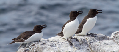 Prachtige dag op de Farne Islands nabij Newcastle upon Tyne. Ontzettend veel verschillende zeevogels op een rots eiland en zo dicht bij. Een super ervaring!